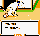 Hamster Paradise 3 (Japan) [JP] gbc 2000 Game Image
